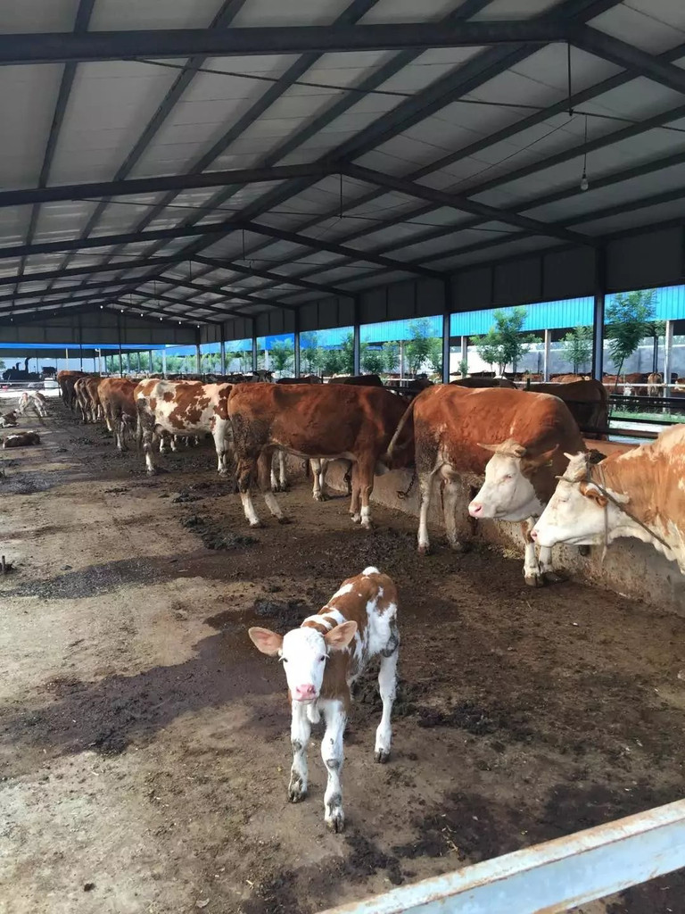 3、利木贊肉牛專用預(yù)混料：斤育肥牛飼料配方