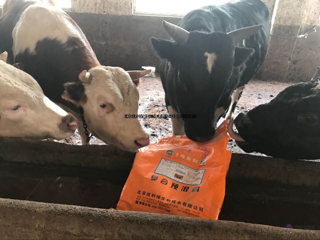 2、什么牌子的飼料對牛好？