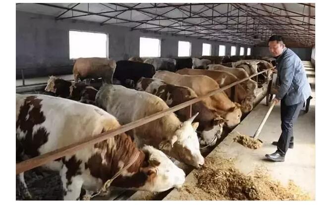 2、牛是草食性反芻動物，飲食需要以草料為主，那么牛吃什么才能長得最快呢？ 