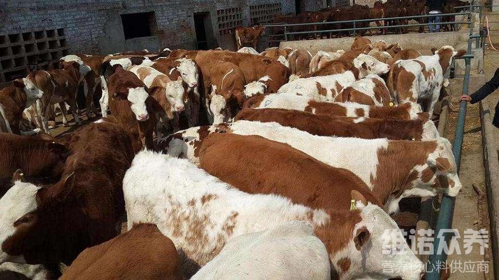 1、肉牛經(jīng)常喂粗飼料。肉牛吃什么粗飼料比較好？ 