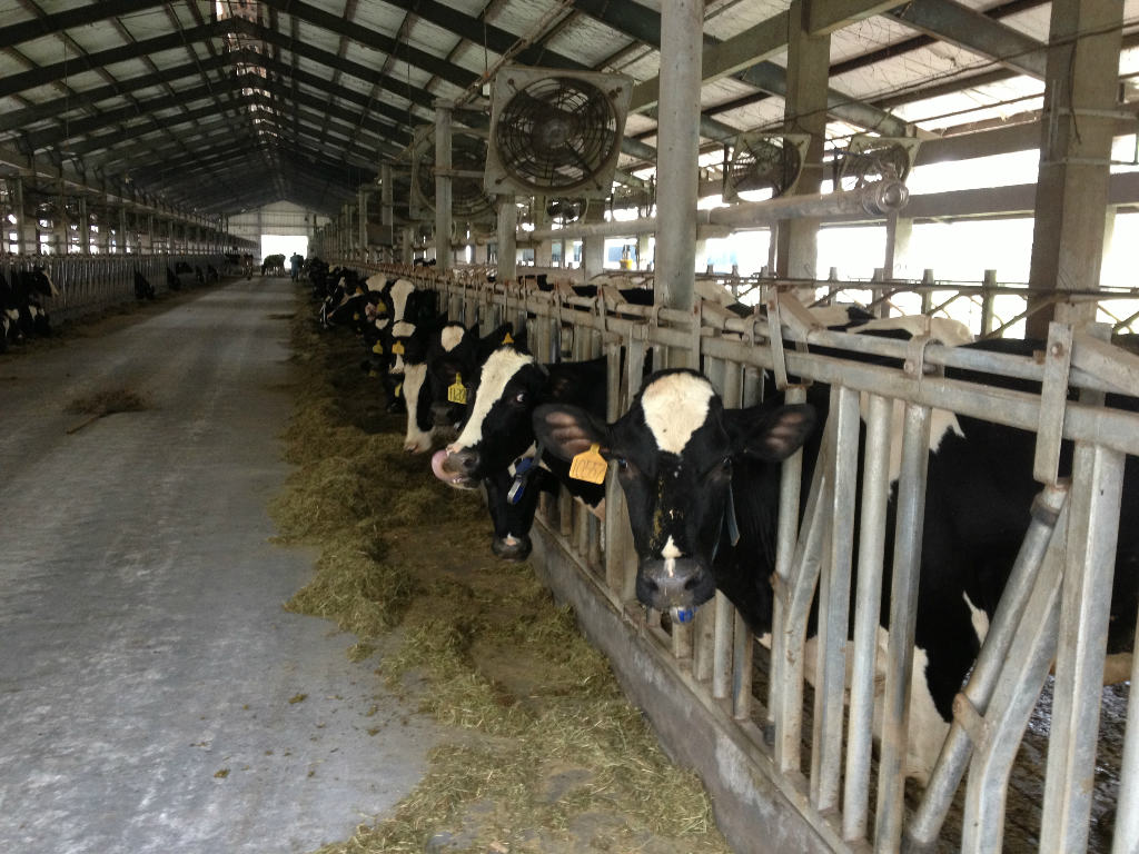 2、奶牛采食量是多少