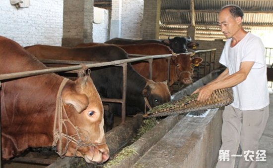 3、一公斤育肥牛西門塔爾日飼料成本是多少
