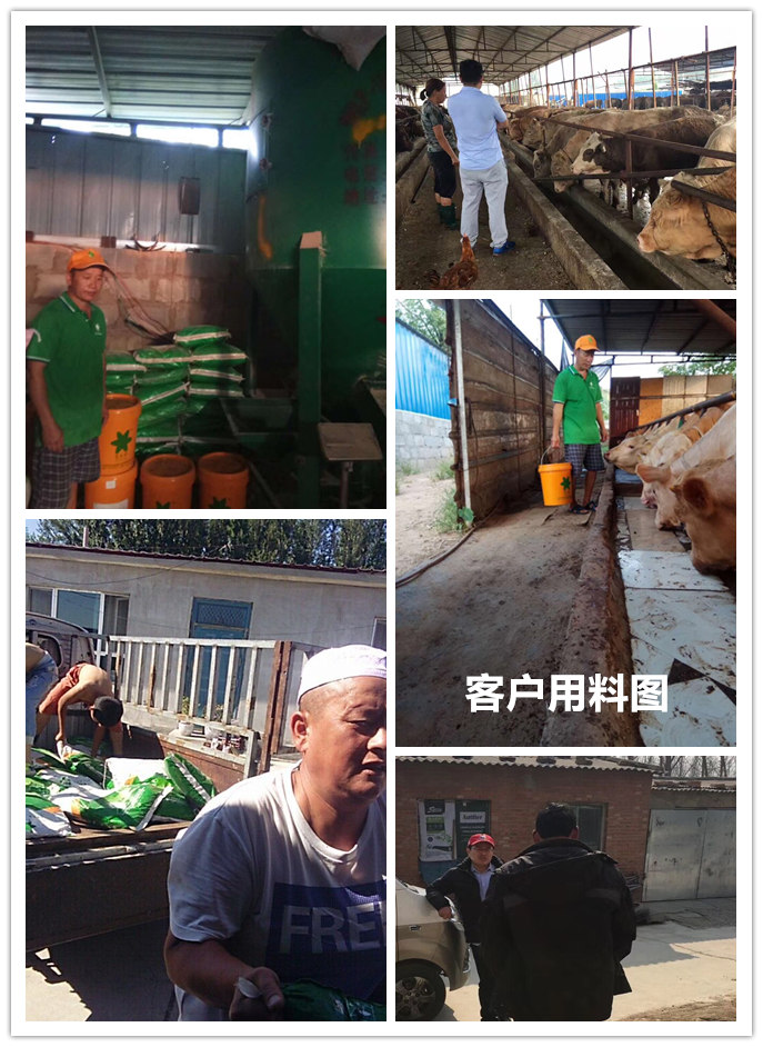  1、 大約公斤牛的育肥方法？如何混合飼料。喂多少干草和喂多少精料。你用什么喂?jié)饪s物？ 