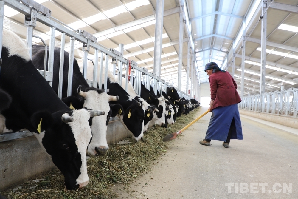 4、奶牛飼料品牌