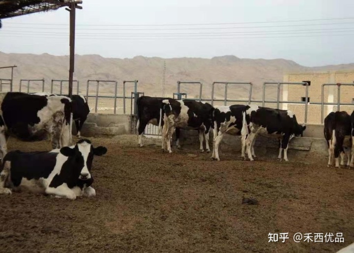 2、一頭奶牛吃多少精飼料？ 