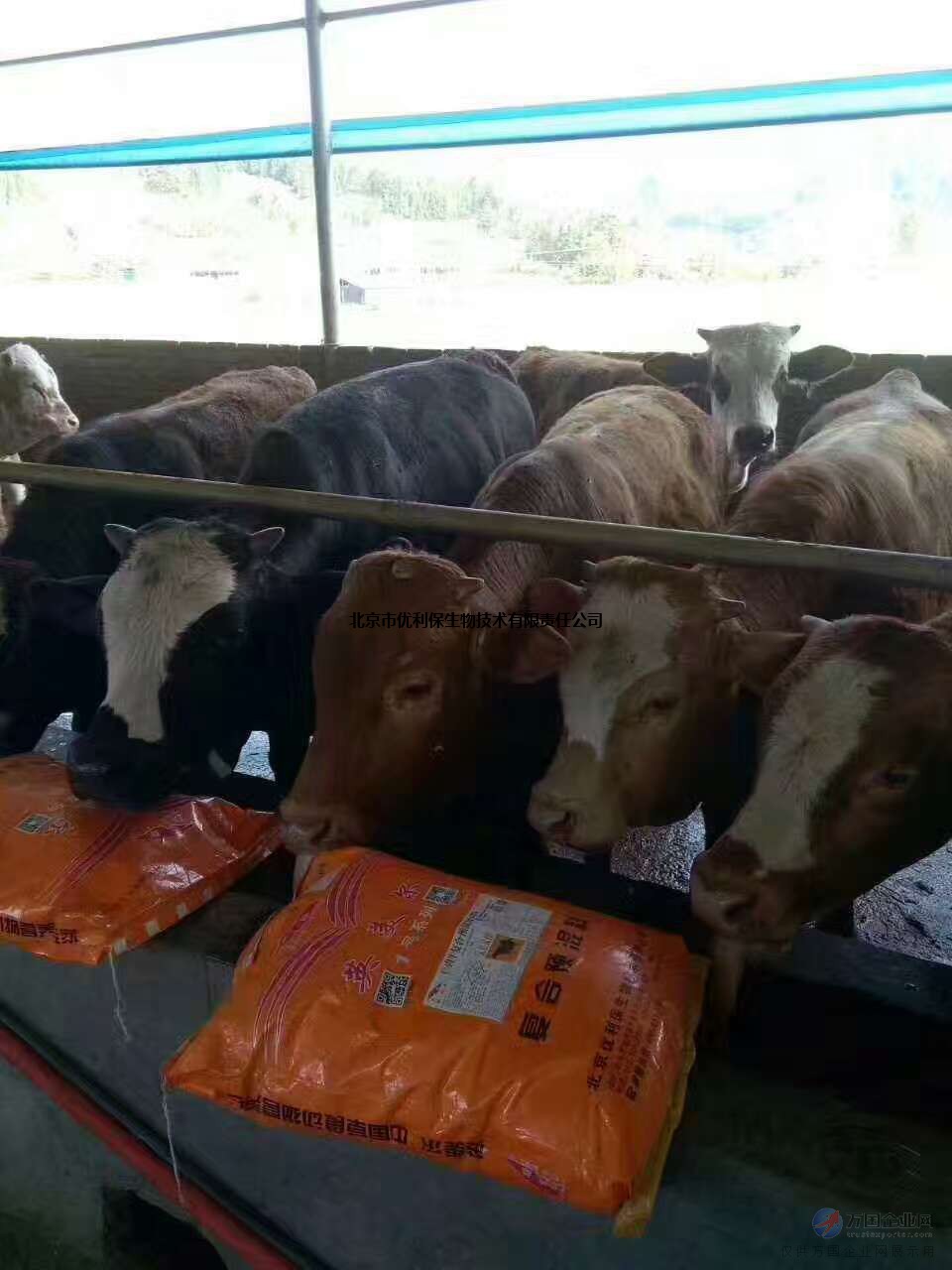 1、牛飼料:喂牛生長(zhǎng)最快的飼料