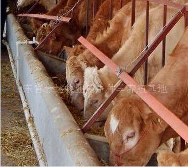 2、肉牛飼料如何搭配
