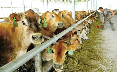 2、奶牛各階段飼料配方