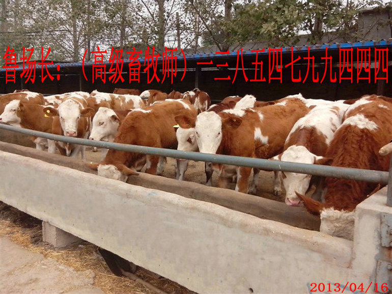 1、甲子子牛育肥計劃的設計