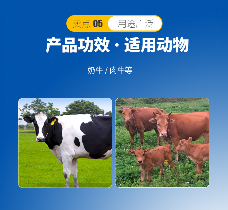 3、奶牛用青貯飼料生產(chǎn)的關鍵，奶牛用青貯飼料如何制作？ 