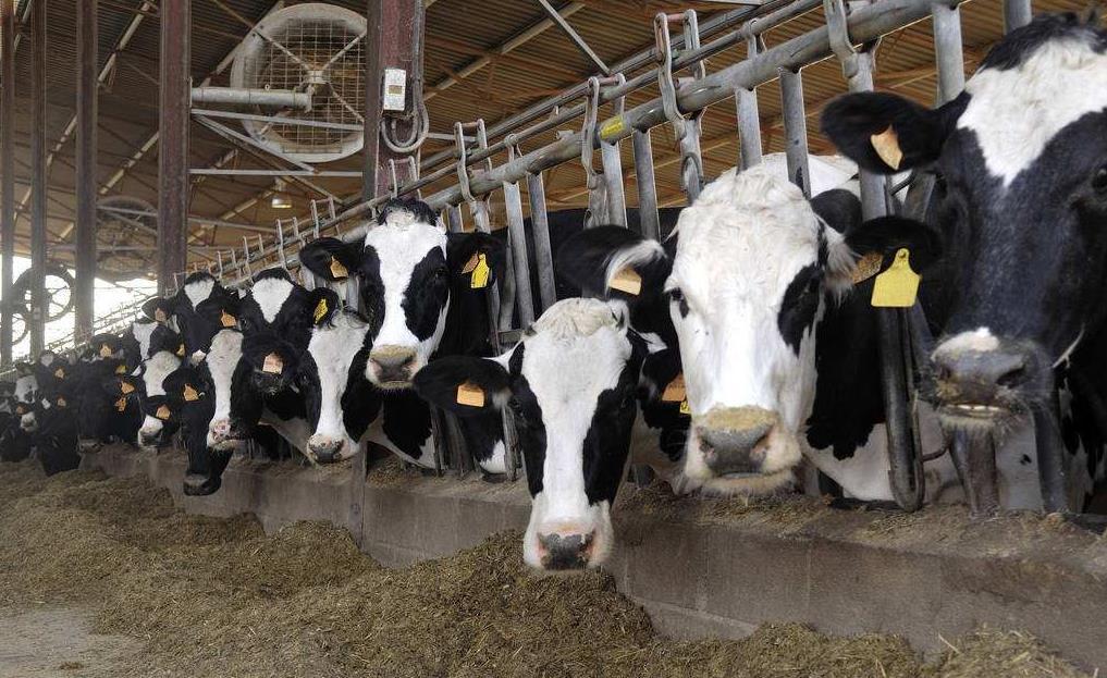 2、青貯飼料對奶牛的健康有哪些好處？ 