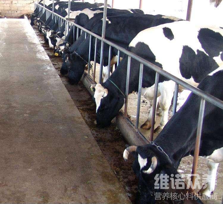 2、奶牛各階段飼料配方