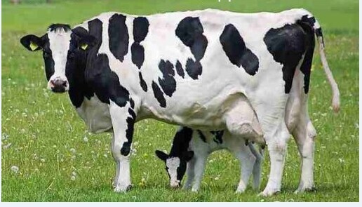 3、奶牛各階段飼料配方