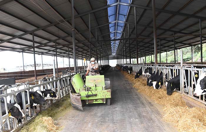 2、奶牛為什么不能喂飼料？