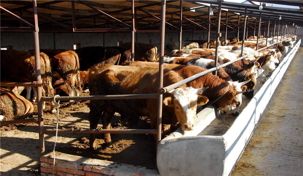 2、如何搭配肉牛飼料