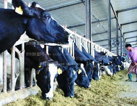 3．奶牛的飼料應(yīng)該如何選擇？ 